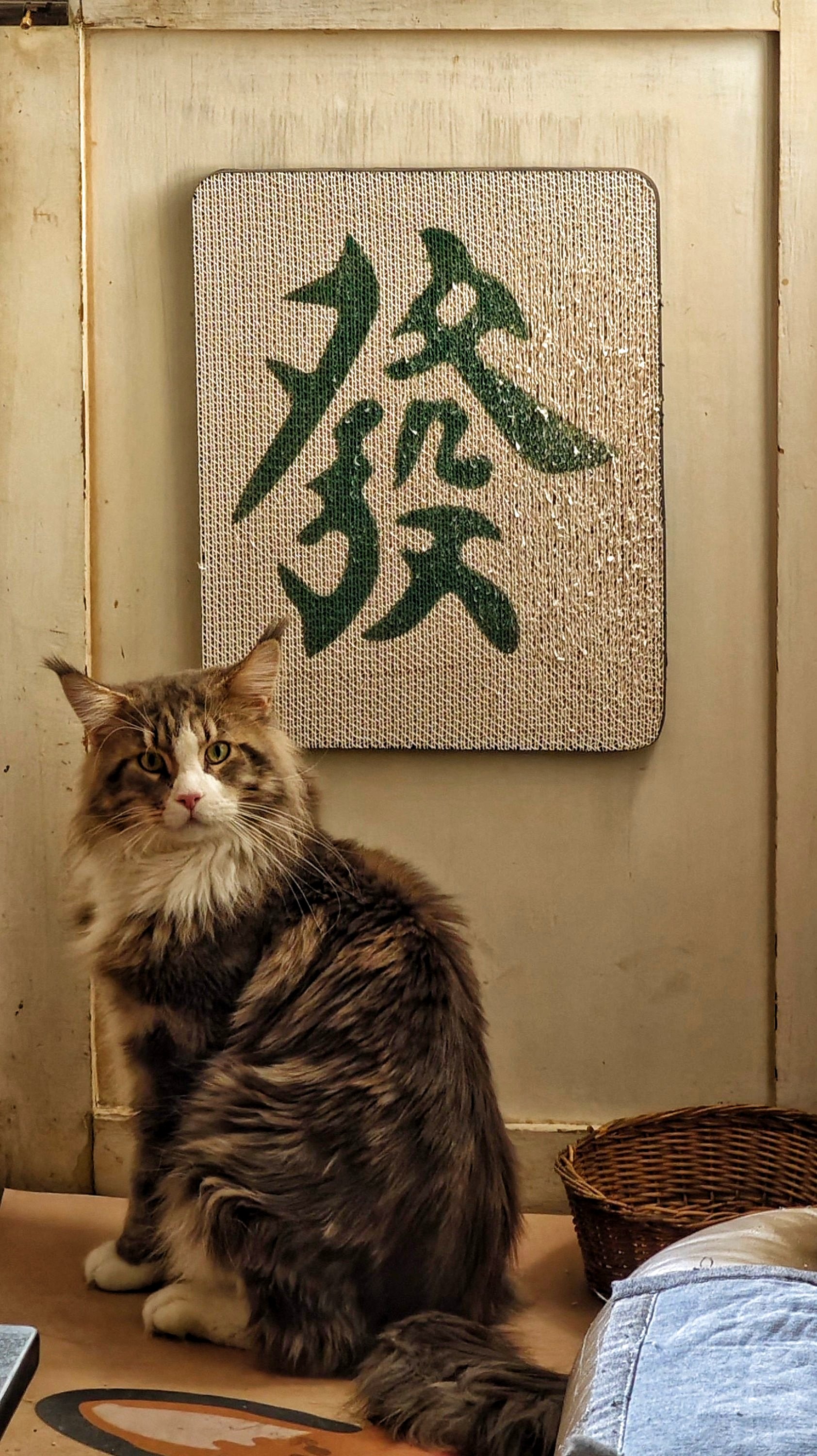 公猫2岁半  胆小粘人  找同城爱猫猫的好主人